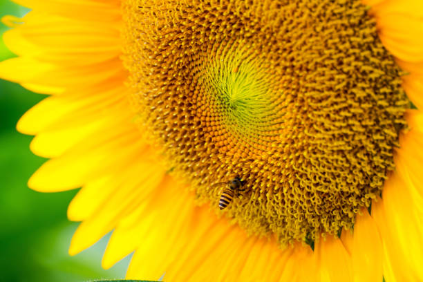 istock Sunflower with busy bee 1254574464