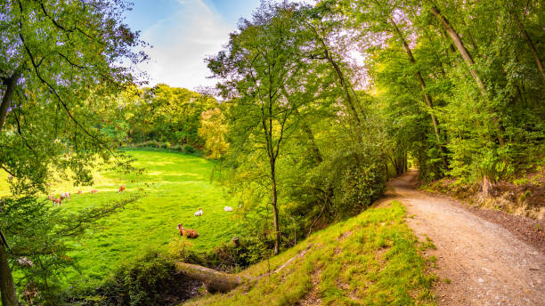 Autumn landscape with cow pasture, forest and hiking trail