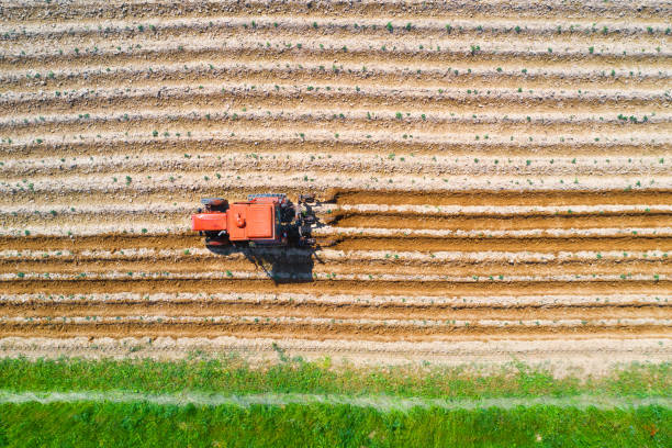 istock Spudding soil around agricultural vegetable plants using a tractor and agricultural machinery, aerial top view. 1254574833