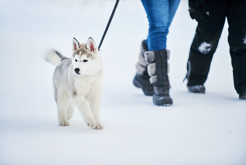 Shot of a pet husky dog walking on a leash with his owners in snow