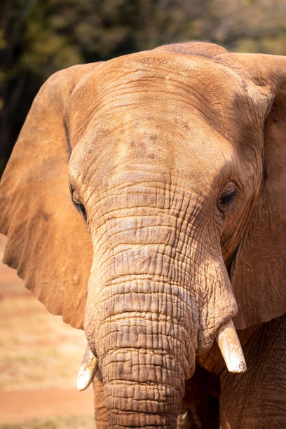 istock Elephant Close Up and Personal 1254575118