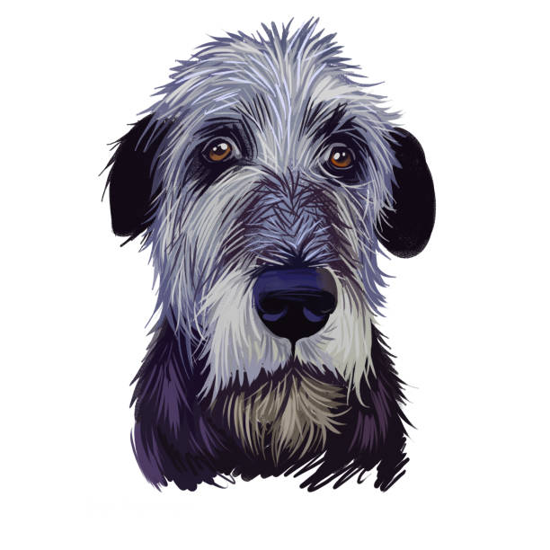 アイリッシュウルフハウンド、cu、cu faoil犬のデジタルアートイラストは白い背景に隔離されています。アイルランド起源のサイトハウンドとパリア犬。ペットの手描きの肖像画。web 印刷用� - sight hound点のイラスト素材／クリップアート素材／マンガ素材／アイコン素材