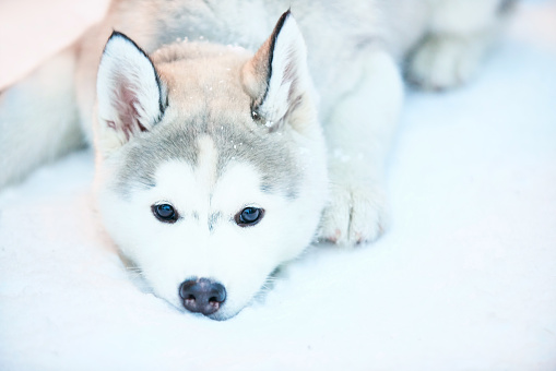 Closeup of a pet husky dog lying on snow outdoors