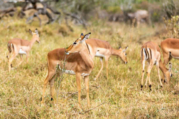 istock Impalas standing in an open field in the South African. 1254575858
