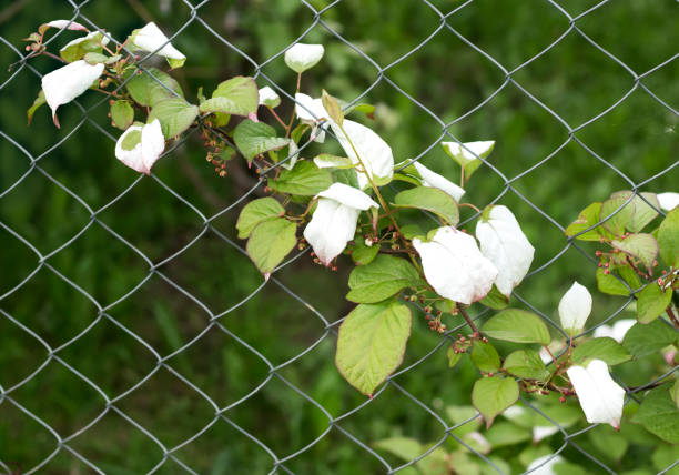 climbing plant Actinidia is preparing to bloom.
