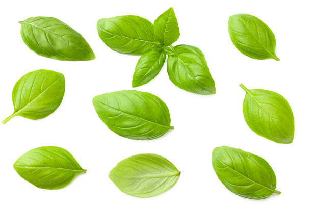 istock basil leaves isolated on a white background. top view 1254578896