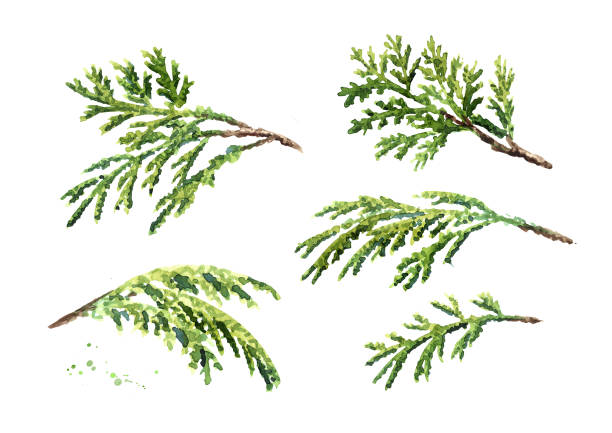 cyprys gałęzie z zestawem igieł. ręcznie rysowana ilustracja akwarelowa, wyizolowana na białym tle - bush american arborvitae isolated tree stock illustrations