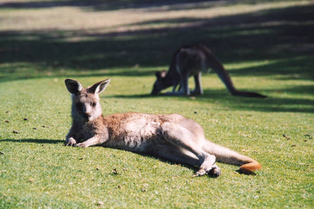 Kangaroos feeding and lying on grass stretched out in the sun