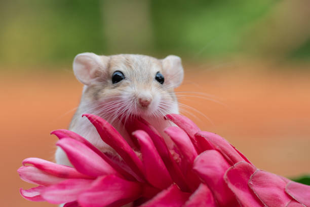 istock Cute little gerbil on red flower 1254580131