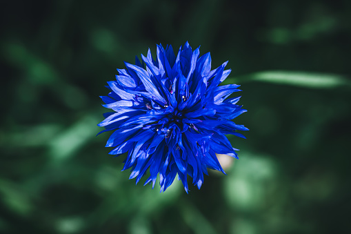 blue cornflower close up.