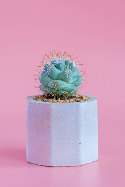 istock Beautiful cactus on pink paper background. 1254582393