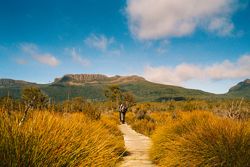 Rearview male hiker hiking on a wooden boardwalk in Tasmania