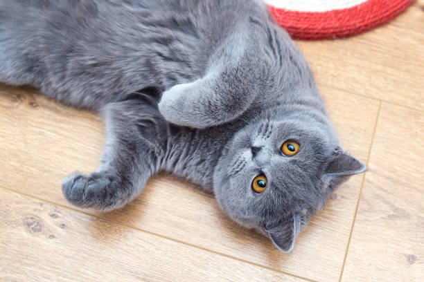istock Beautiful grey cat lying in a belly-up position 1254584734