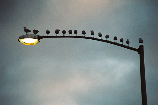 Flock of Seagulls sitting on a lamp post in a row