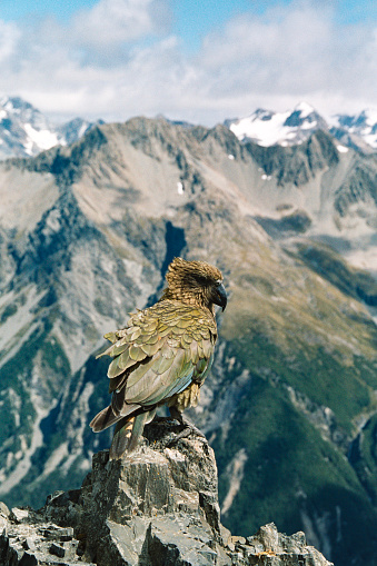 Isolated eagle head with contrasting shadows. Black background, against the white, brown, and yellow of its head. 