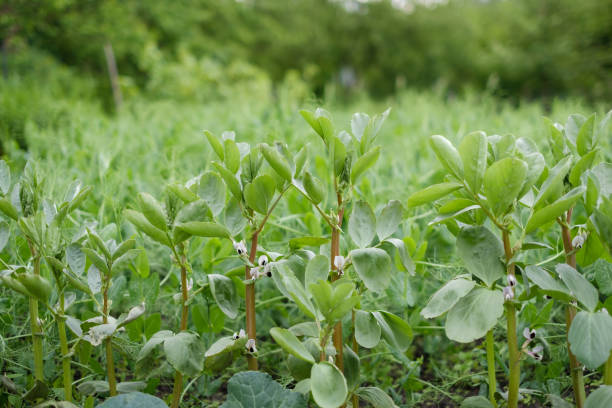 istock ecological clean beans in the garden 1254587304
