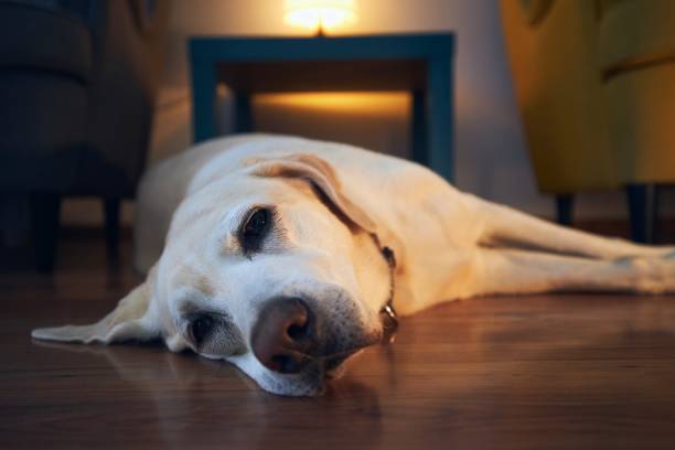 istock Old dog resting at cozy home 1254587461