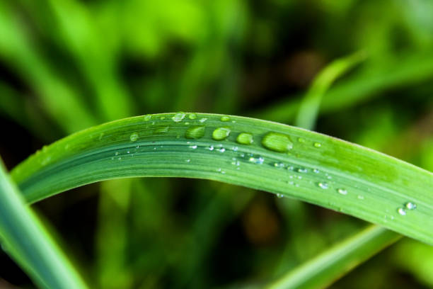 Vivid green grass after rain with water drops on it.