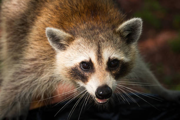 istock raccoon in the beach park 1254588293