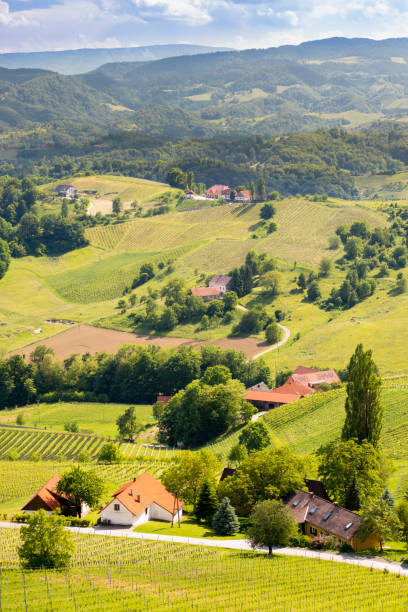 istock vineyard at the Austrian Slovenian border in Styria 1254588832