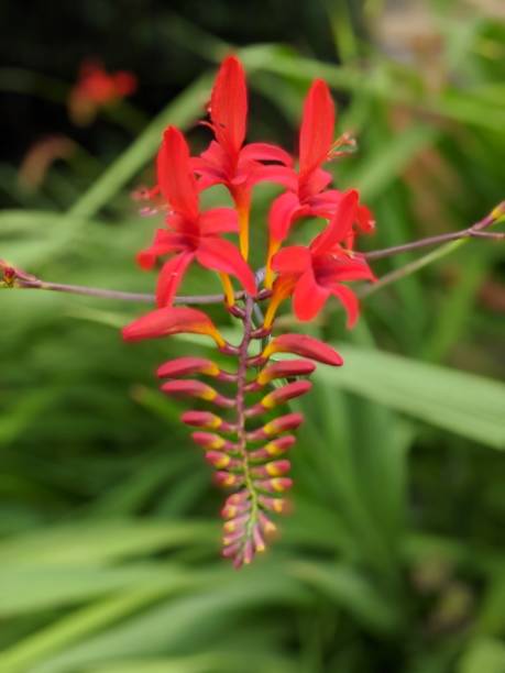 istock Red montbretia flower portrait 1254588899