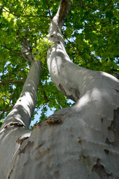 istock texture of the bark of a tree 1254589329