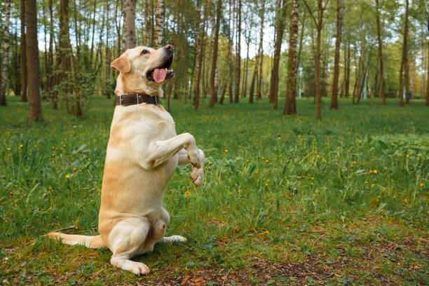 istock Labrador Retriever standing on hind legs 1254590710