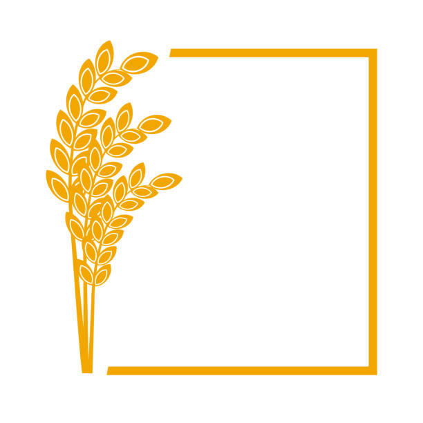 illustrations, cliparts, dessins animés et icônes de oreilles de blé ou d’orge. récolte de céréales de blé, tige de riz de croissance et grains de pain entier ou céréales de campagne nutritives de seigle grainé produits agricoles symbole d’oreille bordure sur blanc - grained