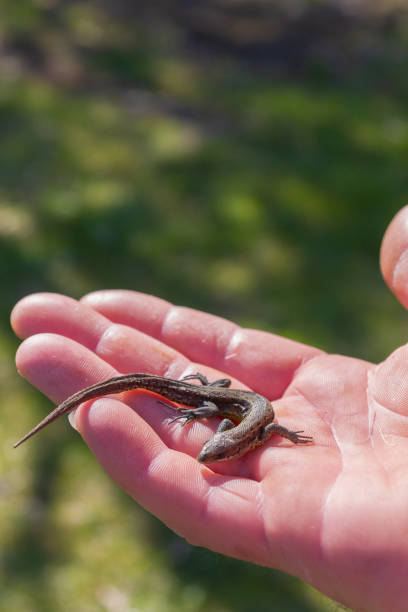 istock Green lizard in a man's hand in the summer on the stree 1254590937