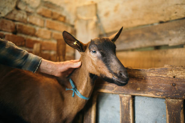 istock Beautiful portrait brown goat closeup 1254591648