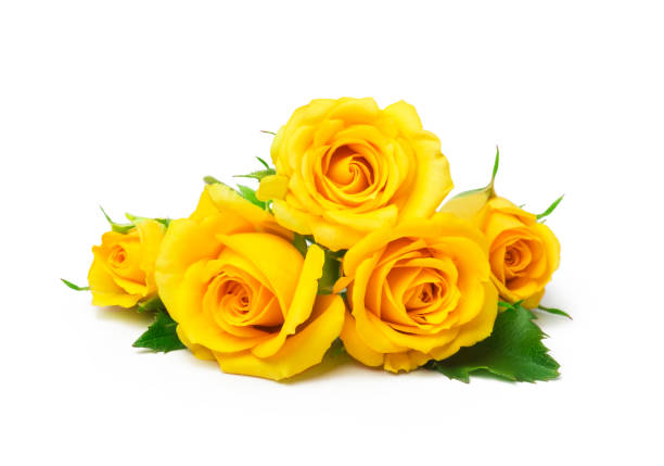 istock beautiful yellow roses on a white background 1254592618