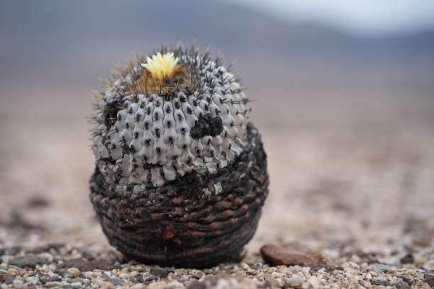 카피아포아 선인장, 칠레의 사막에서 의 여러 종에 거주 - inhabit 뉴스 사진 이미지