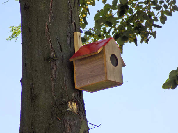 istock Home, sweet home - birdhouse on the tree trunk 1254593380