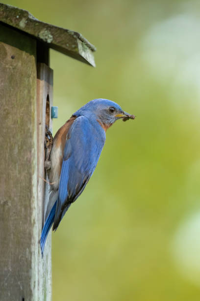곤충이 있는 이스턴 블루버드 - mountain bluebird bird bluebird blue 뉴스 사진 이미지
