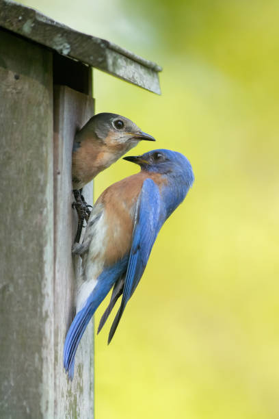 un uccello blu maschio e femmina che ispeziona la loro posizione di nidificazione - birdhouse animal nest house residential structure foto e immagini stock