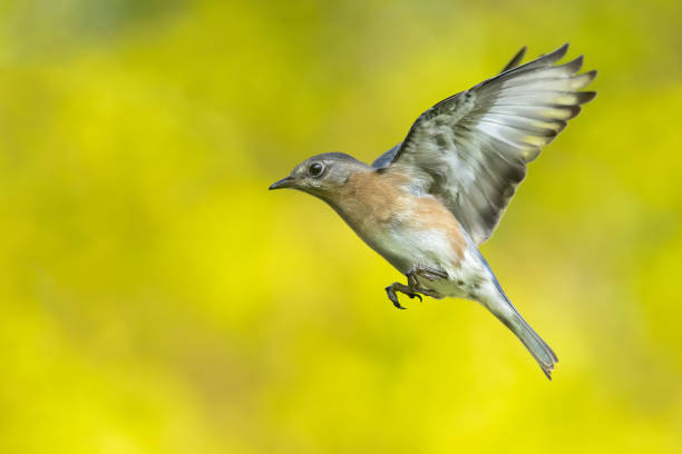 istock An eastern bluebird in flight during the early morning hours 1254593963