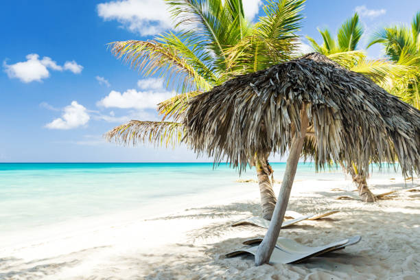istock Beach scene with sunbeds and umbrella under coconut palms 1254595144
