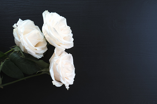 white roses on a dark wooden background, place for text with white roses