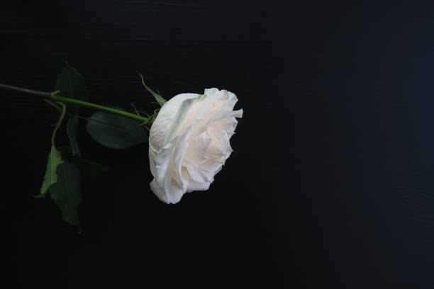 istock one white rose on a dark wooden background 1254595317