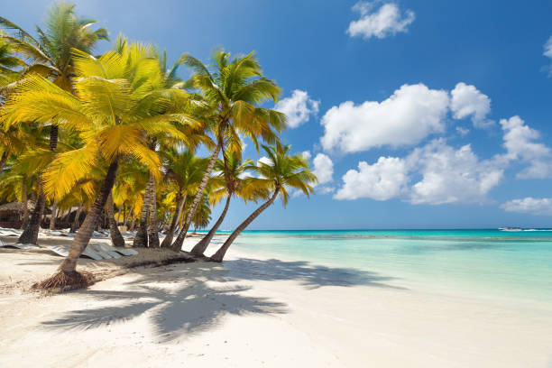 istock White sandy beach with sea and palms 1254595612