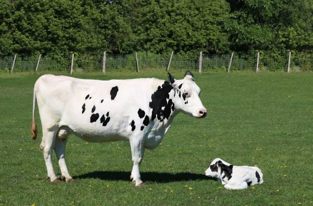 istock White cow with black spots watching over her new calf 1254595895