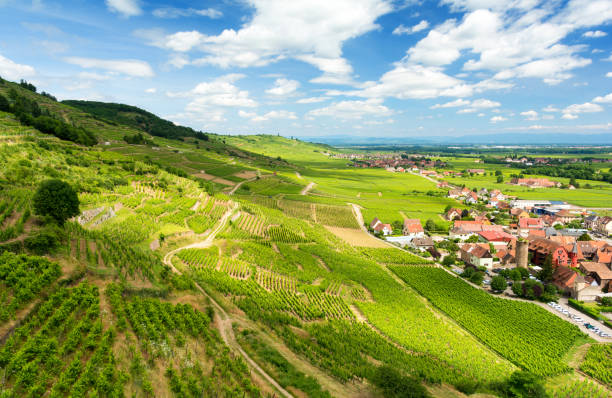hills covered with vineyards in the wine region of alsace, france - haut rhin imagens e fotografias de stock