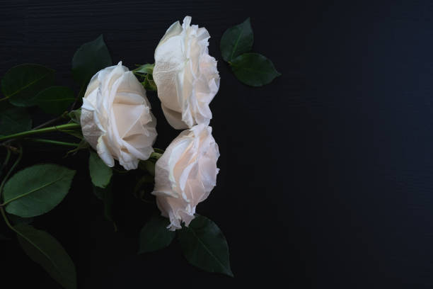 istock white roses on a dark wooden background 1254596114