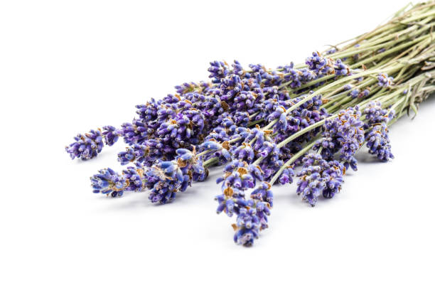 istock Lavender flowers isolated on white background. Close up. Space for text 1254596931