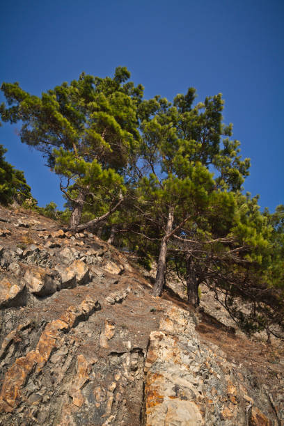 istock Black sea coast with coastline overgrown by pine trees 1254598322