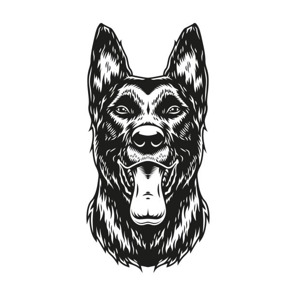 illustrazioni stock, clip art, cartoni animati e icone di tendenza di cane belga malinois con la lingua fuori - belgian shepherd