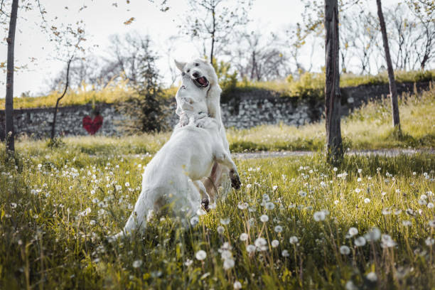 Two white shepherd dogs playing in the grass.