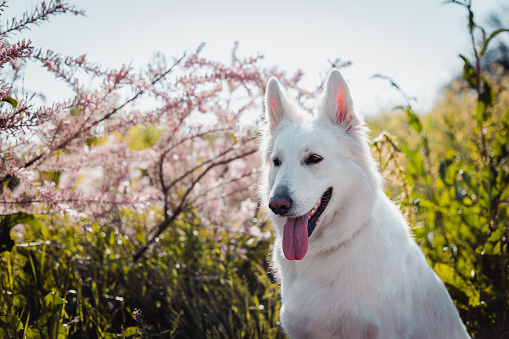 Portrait of a white shepherd dog and flowers
