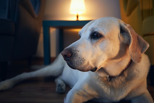 Old dog resting at cozy home. Labrador retrivere lying down against illuminated living room.