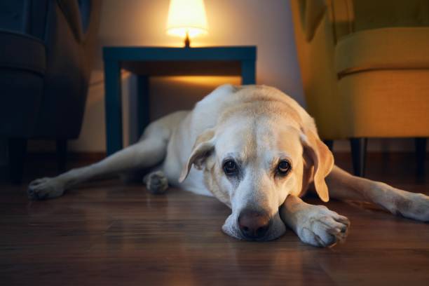 istock Old dog resting at cozy home 1254599327